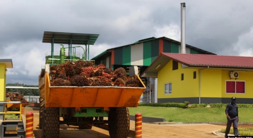 Imagem de Trabalhadores da Agripalma reclamam aumento salarial e melhores condições de trabalho