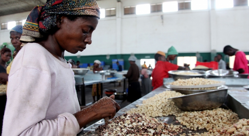 Imagem de Governo moçambicano autoriza exportação da castanha de caju em bruto