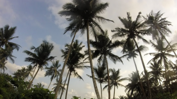 Imagem de Presidente são-tomense alerta para dificuldades na exportação de coco