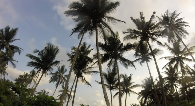 Imagem de Presidente são-tomense alerta para dificuldades na exportação de coco