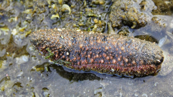 Imagem de Ministério Público São-tomense investiga alegada rede de captura de pepinos-do-mar