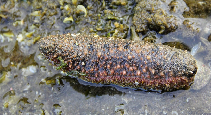 Imagem de Ministério Público São-tomense investiga alegada rede de captura de pepinos-do-mar