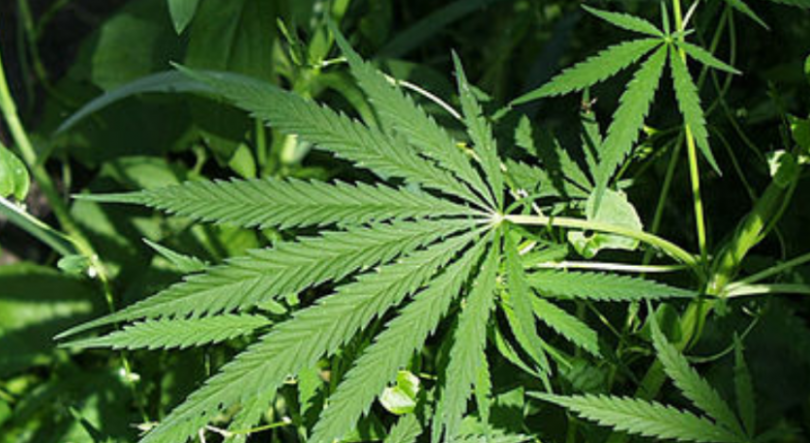 Imagem de Operação “Fumo Zero” apreende de 80 kgs de liamba em São Tomé e Príncipe