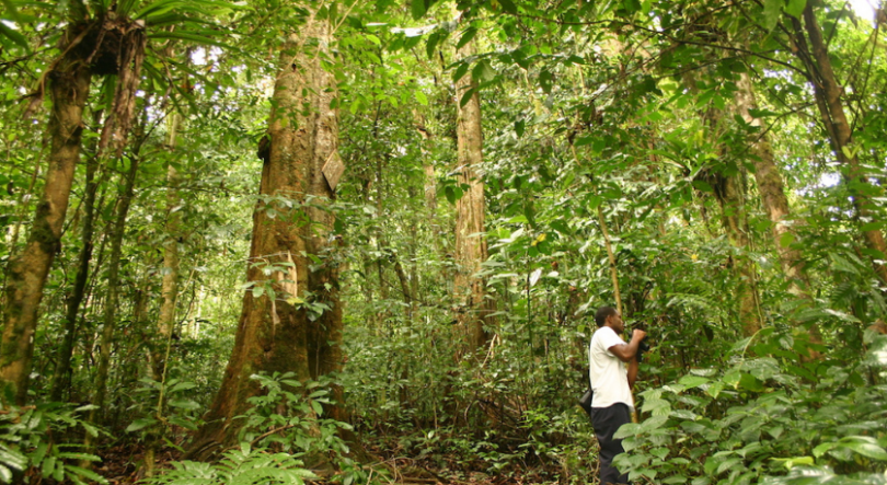Imagem de São Tomé e Príncipe precisa de restaurar 36 mil hectares