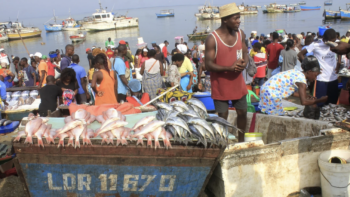 Imagem de Associação de Pesca Artesanal, Semi-Industrial e Industrial de Luanda quer melhores índices de captura