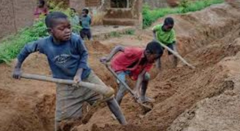 Imagem de Autoridades angolanas resgatam crianças que trabalhavam em fazendas