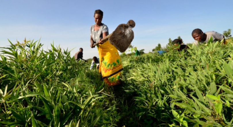 Imagem de Mulheres de Cabo Delgado debatem exploração de recursos