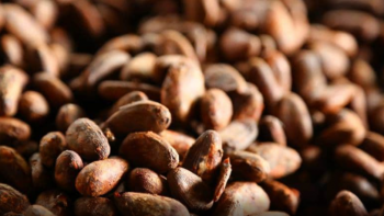 Imagem de HBD incentiva a retoma da produção de cacau