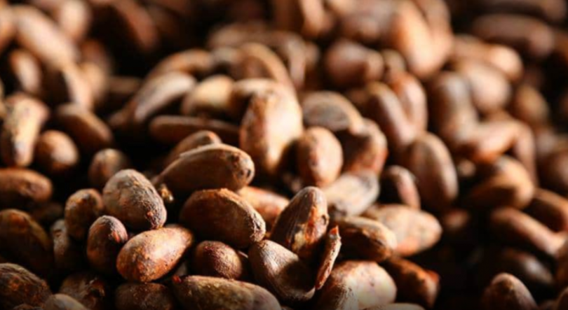 Imagem de HBD incentiva a retoma da produção de cacau