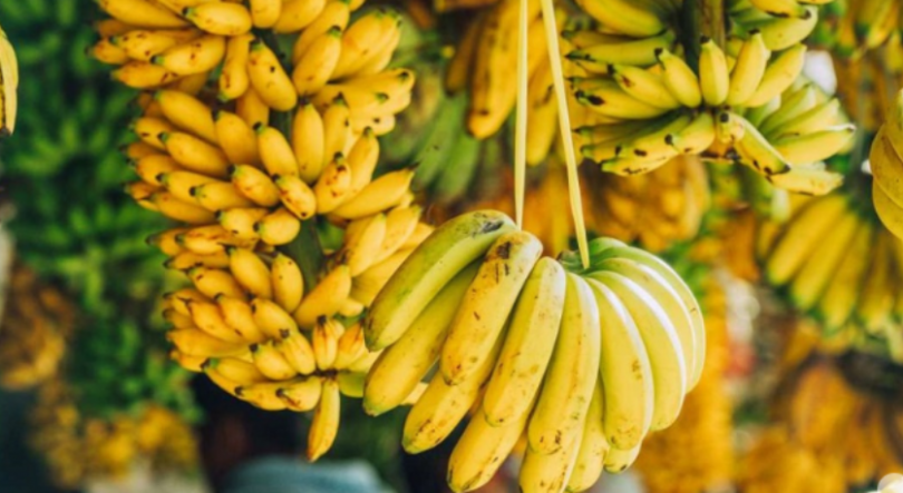 Imagem de Programa de subvenção para a regeneração da cultura de bananeira em Cabo Verde