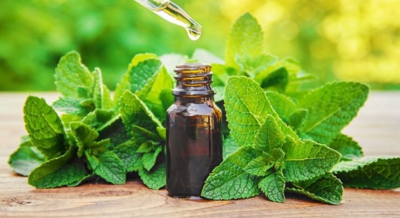 Imagem de Angola prepara conferência sobre resgate e valorização de plantas medicinais