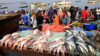 Imagem de Angola quer reforçar fiscalização contra pesca ilegal e proteger espécies