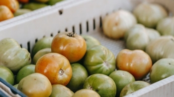 Imagem de Agricultores de Luanda apelam às empresas para evitar perdas de colheita