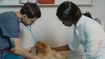 Imagem de Veterinários angolanos devem usar cédula profissional durante o trabalho, diz Ordem