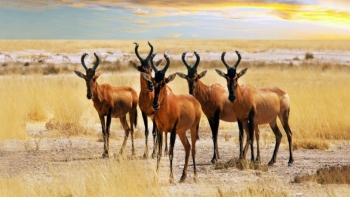 Imagem de Angola debate futuro Mangais no Dia Mundial da Biodiversidade