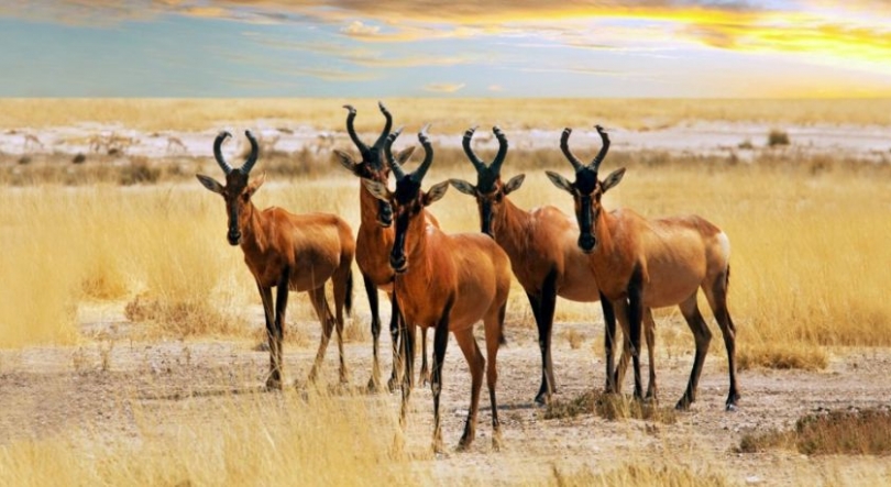 Imagem de Angola debate futuro Mangais no Dia Mundial da Biodiversidade