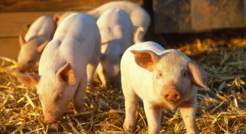 Imagem de Cabo Verde com “fortes suspeitas” de surto de peste suína na Ilha Boa Vista