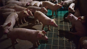 Imagem de Cabo Verde: Instituto de Saúde Pública reforça medidas contra peste suína