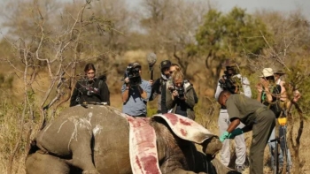 Imagem de Moçambique: Casos da caça furtiva reduzem em 70 por cento