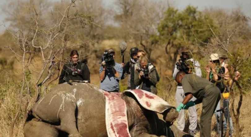 Imagem de Moçambique: Casos da caça furtiva reduzem em 70 por cento