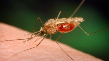 Imagem de Malária continua a ser endémica em Africa