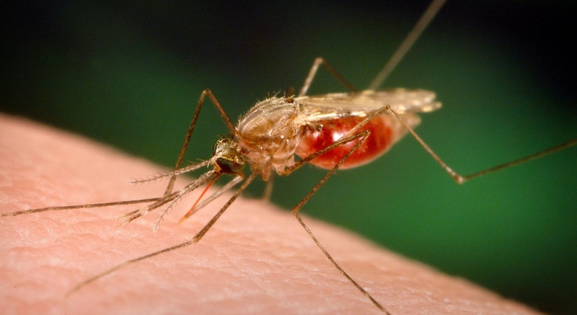 Imagem de Malária continua a ser endémica em Africa