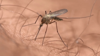 Imagem de Aumento de casos e óbitos por malária pode ter impacto na economia africana