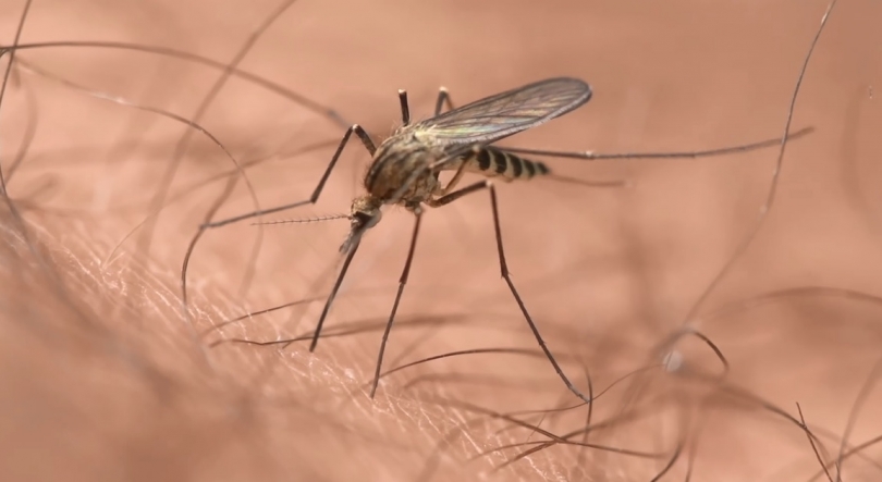 Imagem de Aumento de casos e óbitos por malária pode ter impacto na economia africana