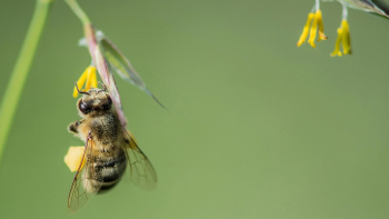 Imagem de É assinalado hoje o dia mundial da abelha