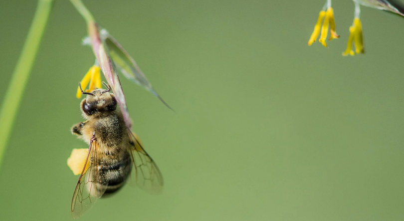 Imagem de É assinalado hoje o dia mundial da abelha
