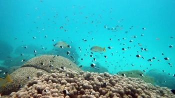 Imagem de Pesca por arrastão e artesanal está a degradar a biomassa em Angola