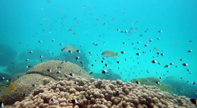 Imagem de Pesca por arrastão e artesanal está a degradar a biomassa em Angola