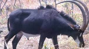 Imagem de Palanca negra gigante continua criticamente ameaçada em Angola