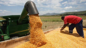 Imagem de Em Angola a produção de cereais aumentou nos últimos dois anos