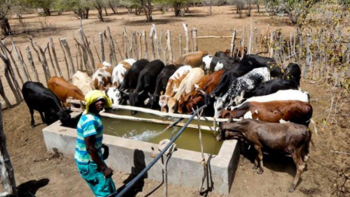 Imagem de África pode perder 65 por cento das suas pastagens até final do século