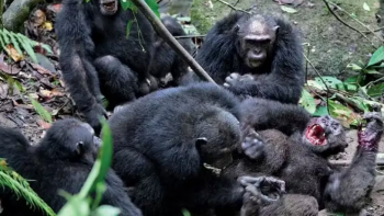 Imagem de Chimpanzés em guerra no Uganda