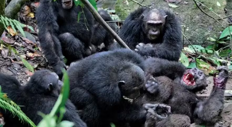 Imagem de Chimpanzés em guerra no Uganda