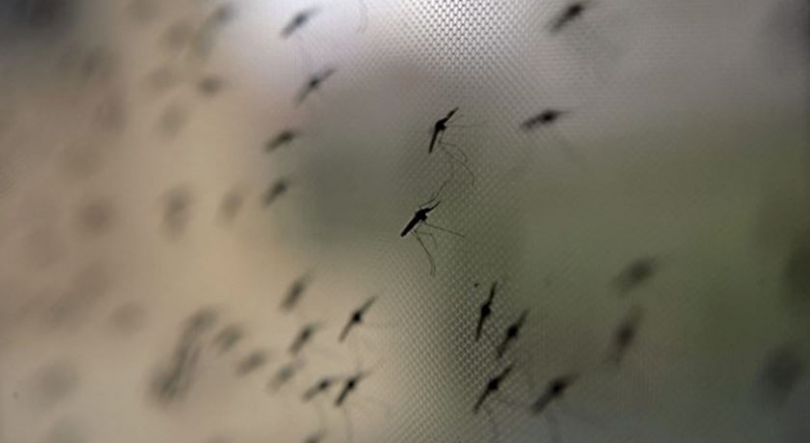 Imagem de Instituto Max Planck divulga estudo sobre a importância da malária na criação dos principais ‘habitats’ da Humanidade