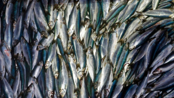 Imagem de Guarda Costeira de São Tomé e Príncipe pede multas pesadas para a pesca ilegal
