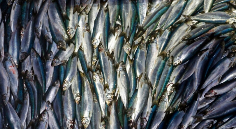 Imagem de Guarda Costeira de São Tomé e Príncipe pede multas pesadas para a pesca ilegal