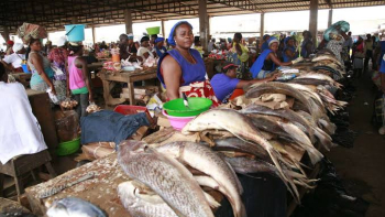Imagem de Aumentou a produção de aquicultura em Angola